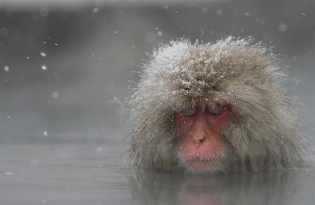 地獄谷の猿たち03_2