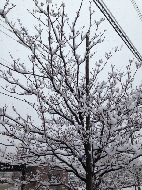 写真 2014-02-08 9 35 31