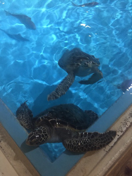 写真 2015-09-06 15 56 49