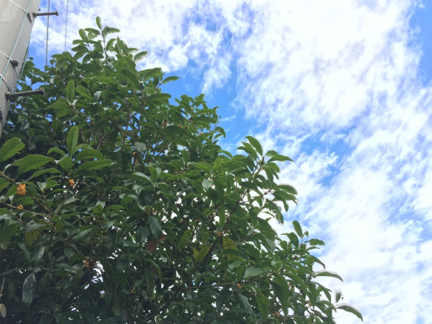 写真 2015-09-24 12 31 45 (1)