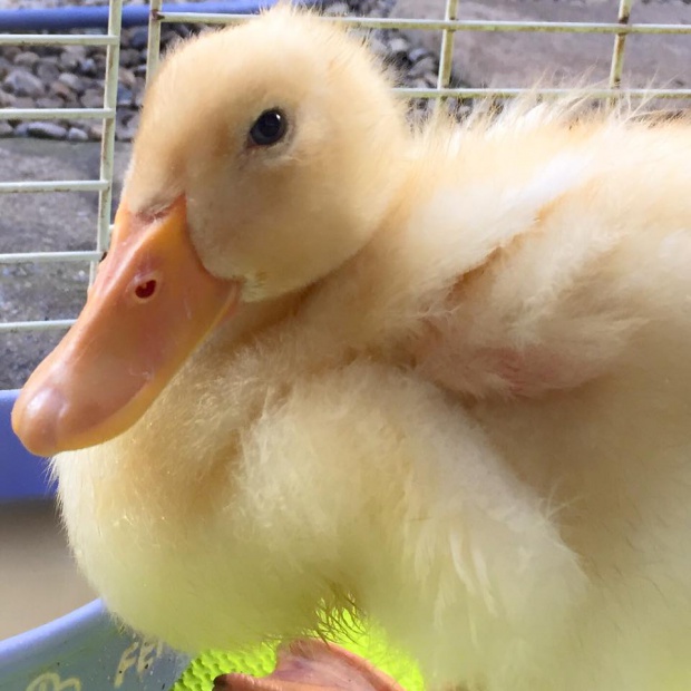 13532951_1727500677495649_27882955185141225_n