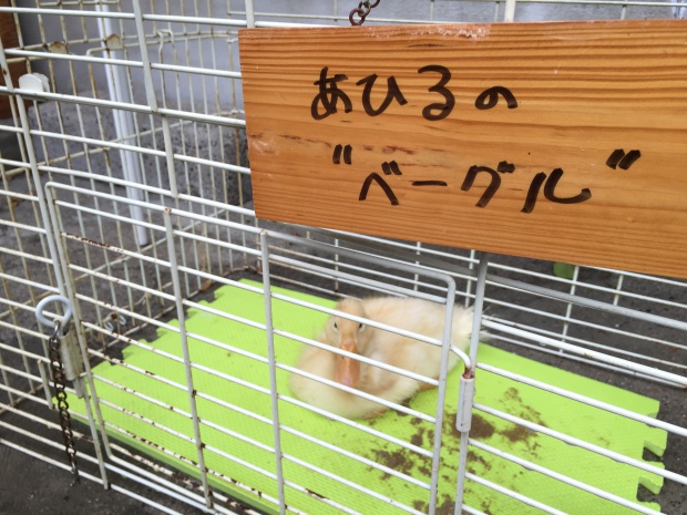 写真 2016-06-28 16 16 13