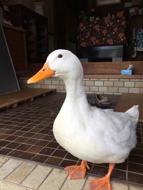 写真 2017-05-30 14 52 08